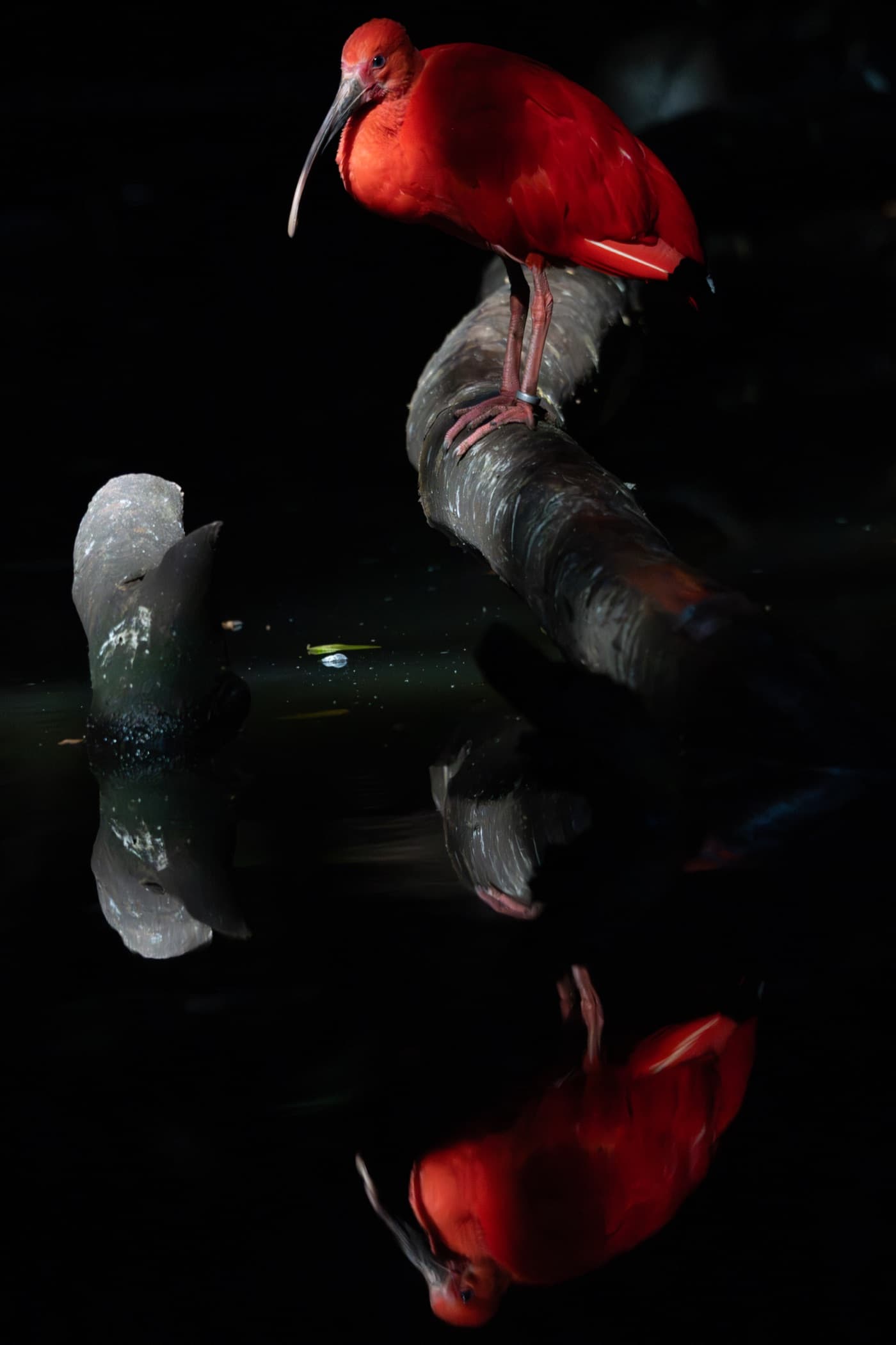 Un ibis escarlata posado sobre una rama y su reflejo en el agua en penumbra — fotografía de Marcelo Aguilar